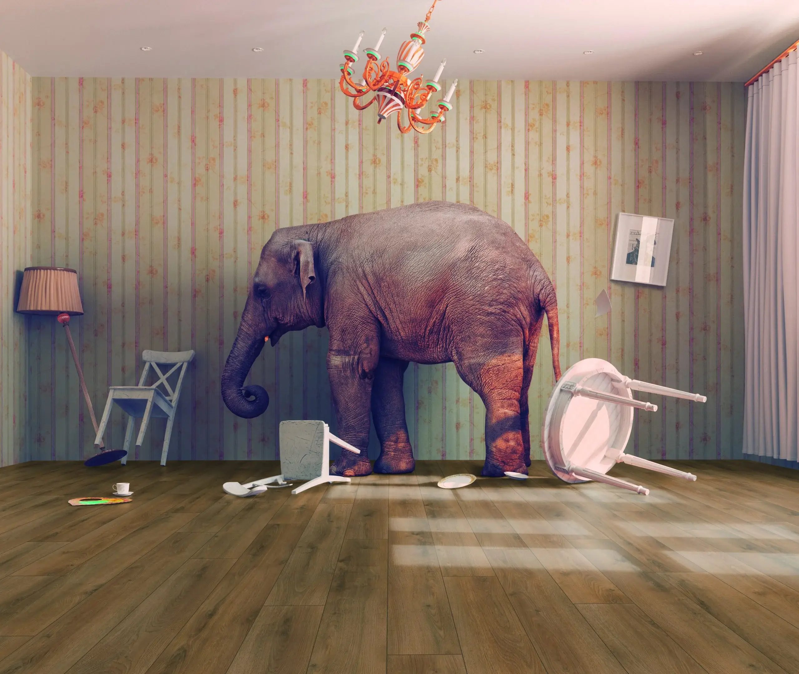 parkete gjermane vrohoriti tirana